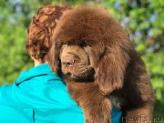 Превью фото № 236673