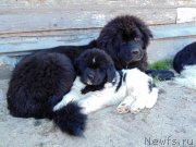 Превью фото № 236677