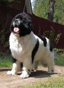 Превью фото № 236708