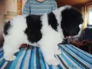 Превью фото № 236721