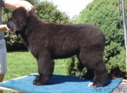 Превью фото № 236731