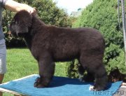 Превью фото № 236732