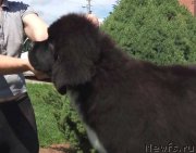 Превью фото № 236734