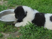 Превью фото № 236739