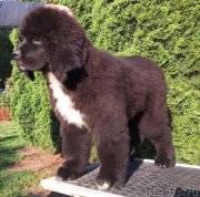 Превью фото № 236767