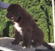 Превью фото № 236768