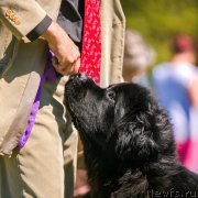 Превью фото № 236831