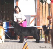 Превью фото № 236848