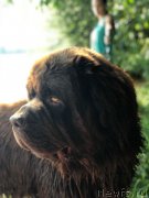 Превью фото № 236882