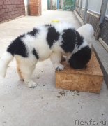 Превью фото № 236883