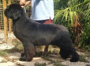 Превью фото № 236934