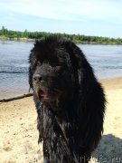 Превью фото № 236966