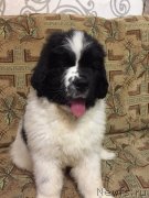 Превью фото № 236969