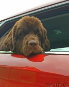 Превью фото № 236971