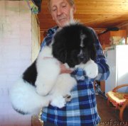 Превью фото № 236981