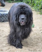 Превью фото № 236989