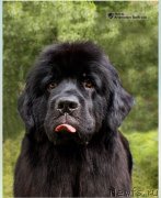 Превью фото № 237006