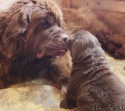 Превью фото № 237016