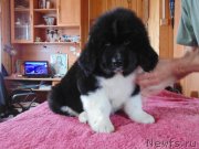 Превью фото № 237032