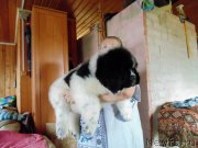 Превью фото № 237042