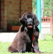 Превью фото № 237064