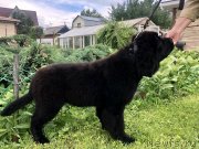 Превью фото № 237099