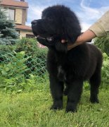 Превью фото № 237100