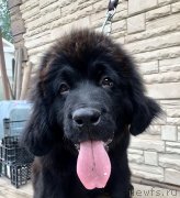 Превью фото № 237102