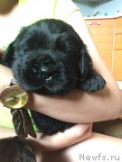 Превью фото № 237142