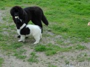 Превью фото № 237161