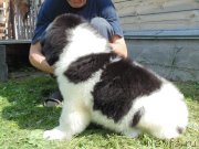 Превью фото № 237182