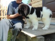 Превью фото № 237189