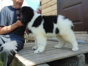 Превью фото № 237190