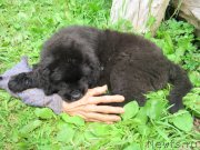 Превью фото № 237192