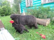 Превью фото № 237195