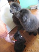 Превью фото № 237197