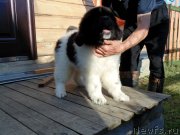 Превью фото № 237203