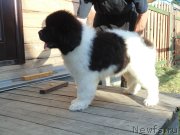 Превью фото № 237205