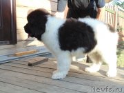 Превью фото № 237206