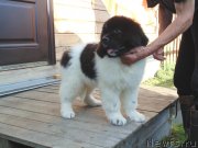 Превью фото № 237207