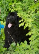 Превью фото № 237210