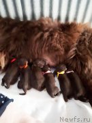 Превью фото № 237249