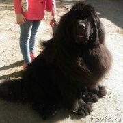 Превью фото № 237250