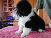 Превью фото № 237258