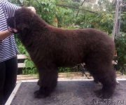 Превью фото № 237312