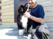 Превью фото № 237330