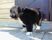 Превью фото № 237333