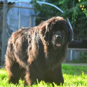 Превью фото № 237357