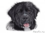 Превью фото № 237378