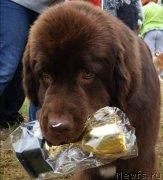 Превью фото № 237415